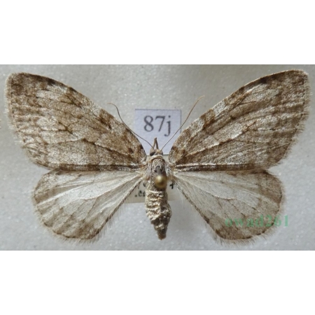 Epirrita dilutata (Denis & Schiffermüller, 1775) Paśnik rozmytek Czech87j